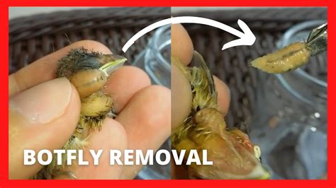 Removal of botflies - This is also painful. Once grown the larva drops out of its burrow/your body and goes on to do botfly stuff. Because of this, botfly maggots are best removed via surgery by a doctor. In the past, physicians have removed them from people's genitalia, arms, legs, chests, eyes and scalps. This link should've stayed blue.